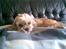 Shih tzu Emma R.I.P