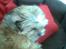 Shih tzu Emma R.I.P