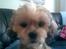 Shih tzu Emma R.I.P