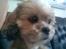 Shih tzu Emma R.I.P