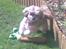 Shih tzu Emma R.I.P