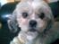 Shih tzu Emma R.I.P