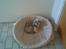 Shih tzu Emma R.I.P
