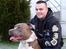 Amerikansk staffordshire terrier Aico R.I.P