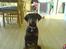 Dobermann Torontos Xenta *R.I.P.* - Kan godt være nogenlunde fotogen når det lige tager mig!! :-)