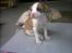 Amerikansk bulldog Kenzo