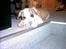 Amerikansk bulldog Kenzo
