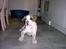 Amerikansk bulldog Kenzo