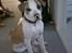 Amerikansk bulldog Kenzo