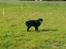 Flat coated retriever Bellis - Hvil i Fred - Nyt.. Nede på folden ved hestene
