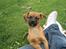 Blanding af racer Dobby **R.I.P**