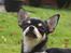 Chihuahua ** Cereza ** - Velkommen til den smukke prinsesse Cereza´s profil :D. 