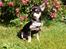 Chihuahua ** Cereza ** - Sidder lige og er lækker lækker lækker ude i haven - næsten 12 uger gammel :D.