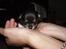 Chihuahua ** Cereza ** - Dette er under vores 2. besøg, hvor hun sidder i hænderne på Danny :).