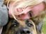 Schæferhund Nathja RIP - 2009/ 13½ ÅR - Nathja & jeg D. 11 Marts 2009. (SAVNER DIG) :`/
