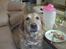 Golden retriever Zille