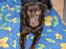 Labrador retriever andy - andy marts 2007