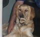 Golden retriever Titi