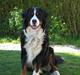 Berner sennenhund Pim