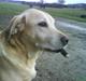 Labrador retriever Richo  R.I.P 2009 