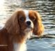 Cavalier king charles spaniel Aslan R.I.P. (Himmelhund)