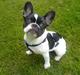 Fransk bulldog Wacko