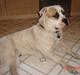 Amerikansk bulldog Arthur