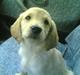 Golden retriever zille