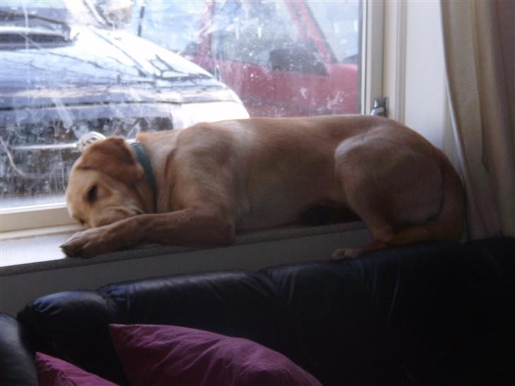 Labrador retriever Tumle - tja godt med et vindue at sove i  billede 10