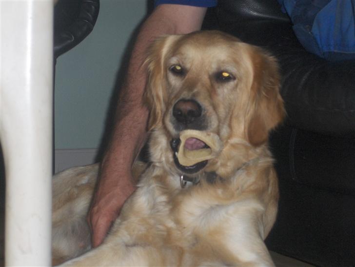 Golden retriever Titi billede 1