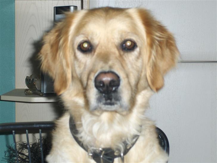 Golden retriever Titi billede 2