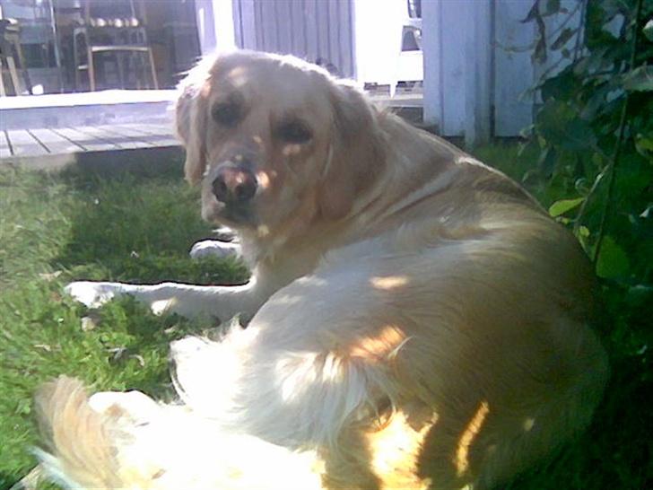 Golden retriever Titi billede 3