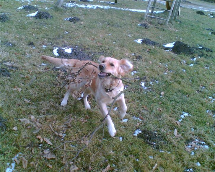 Golden retriever Titi billede 4