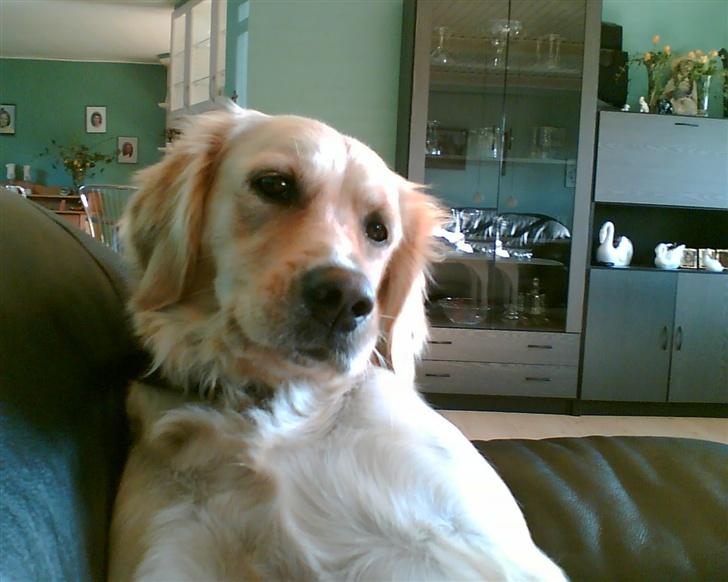Golden retriever Titi billede 5