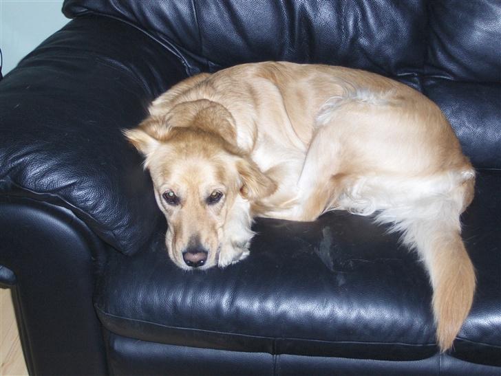 Golden retriever Titi billede 6