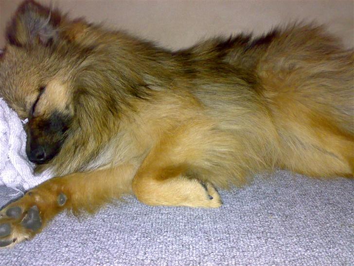 Pomeranian Tyson, Sov godt Skat <3 R.I.P billede 10