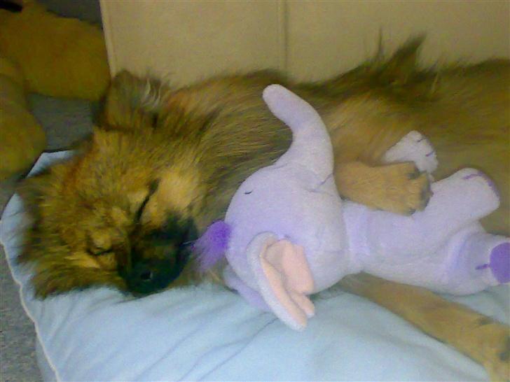 Pomeranian Tyson, Sov godt Skat <3 R.I.P billede 11