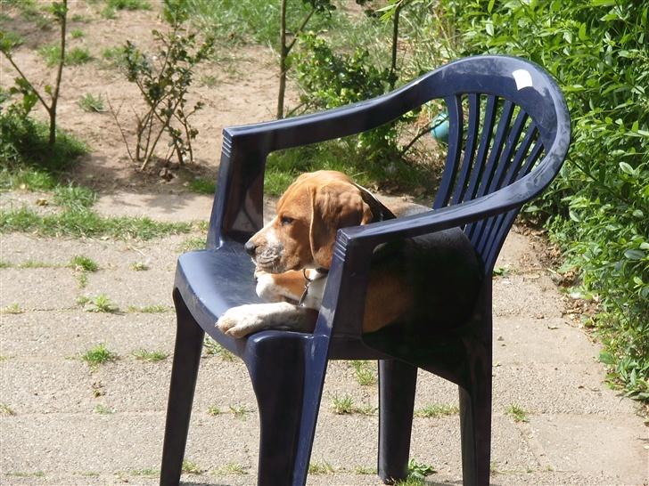 Beagle *  Princess Leika  * RIP - Det er min ynglingsplads i haven. billede 20