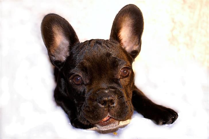 Fransk bulldog Orla R. I. P  - Lille Orla billede 1