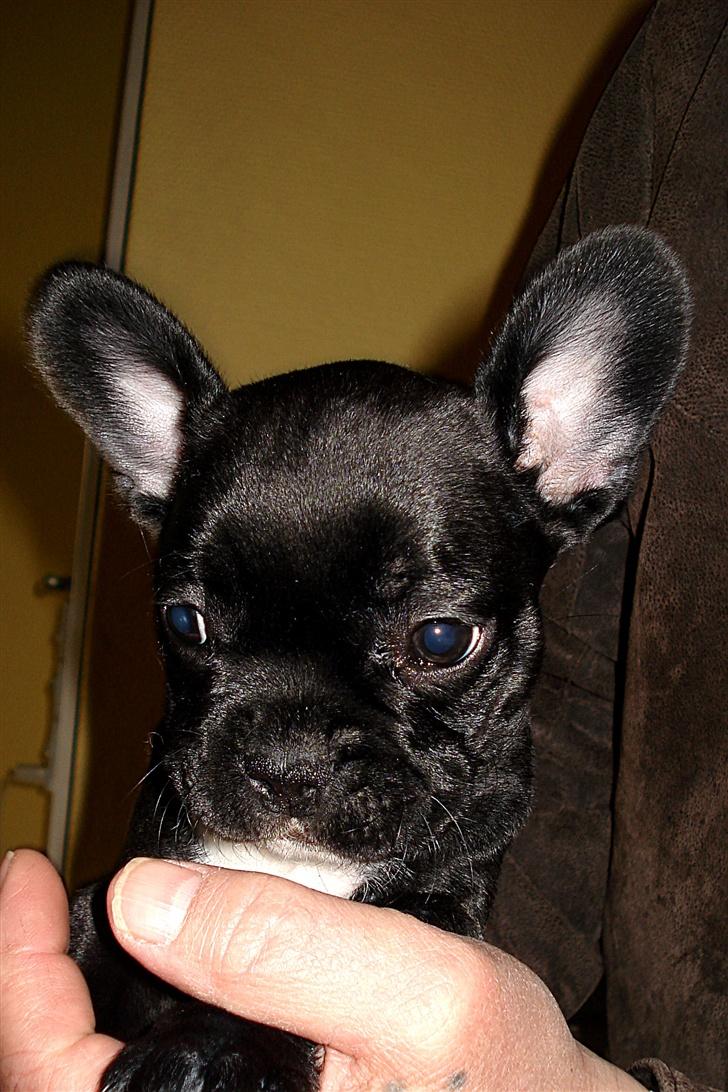 Fransk bulldog Orla R. I. P  - Orla sidder model billede 2