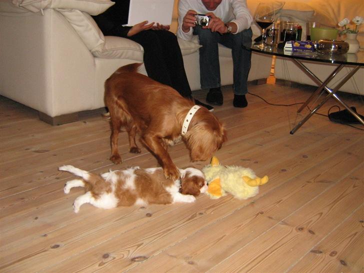 Cavalier king charles spaniel Lotus - Lillesøster skal holdes nede.. billede 14