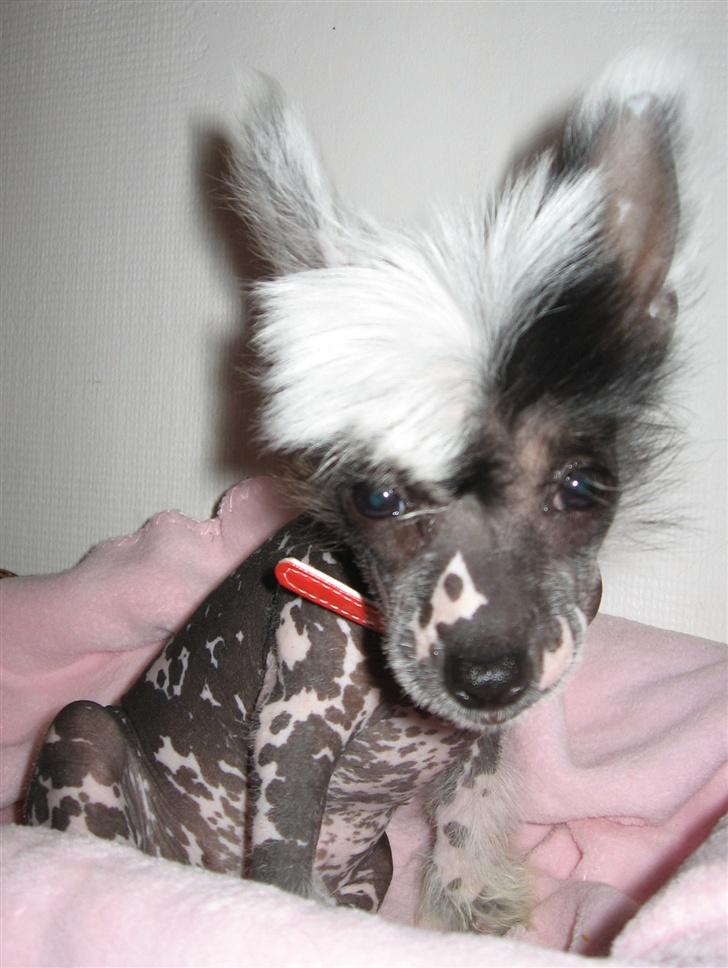 Chinese crested hårløs Jessie - Fotomodel  billede 2