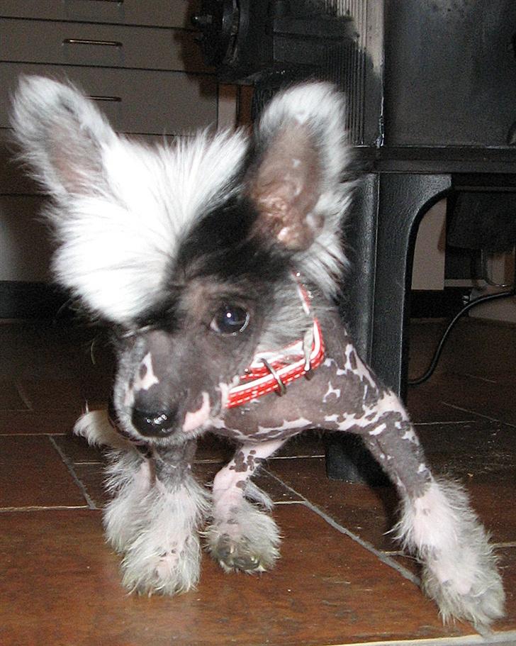 Chinese crested hårløs Jessie - Når man gør sig lidt til... billede 3