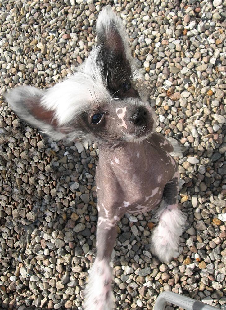 Chinese crested hårløs Jessie - Hvad er det du har der?  billede 4