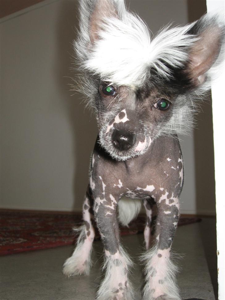Chinese crested hårløs Jessie - Hej - nå der var du! billede 5