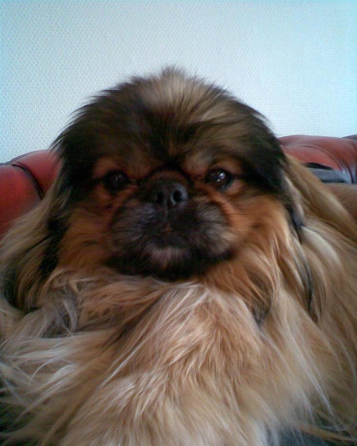 Pekingeser Lady (Putte) - Her  er hendes skøne udtryk billede 2