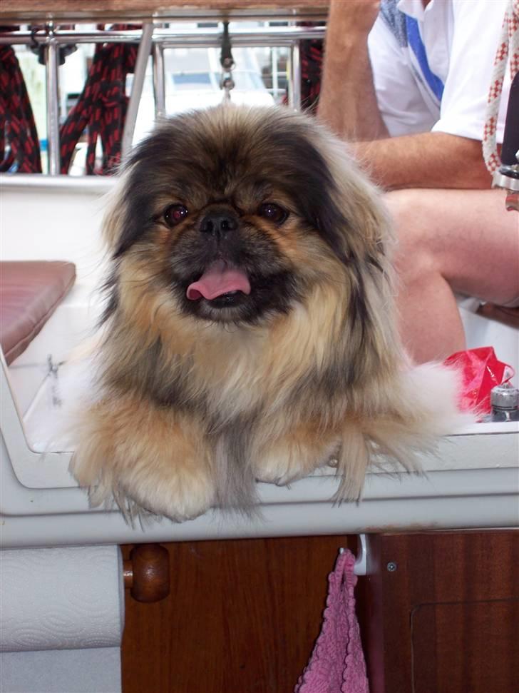 Pekingeser Lady (Putte) - På båden  uge 31 2008 billede 3