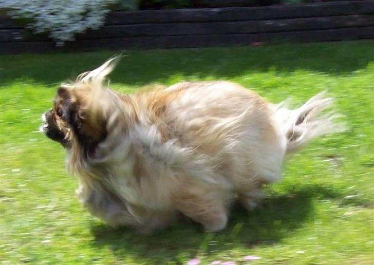 Pekingeser Lady (Putte) - vi leger og hun løber som en tosse billede 4