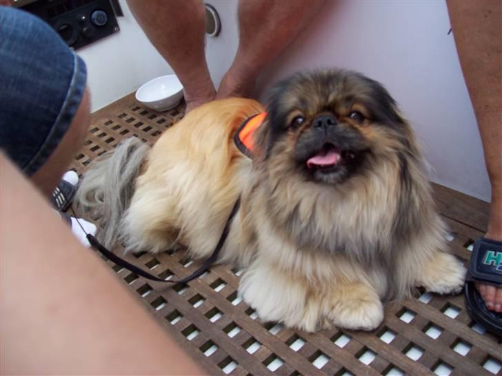 Pekingeser Lady (Putte) - Hygger sig på båden billede 5