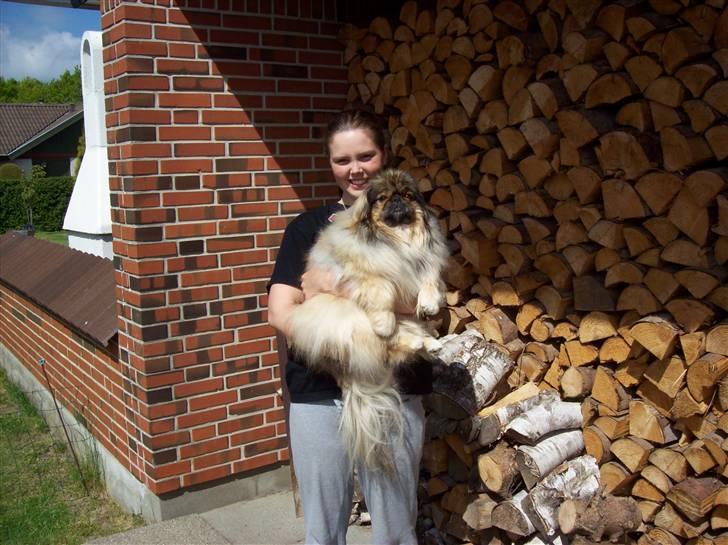 Pekingeser Lady (Putte) billede 6